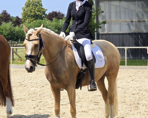dressage horse Genesis GiGi NET (German Riding Pony, 2021, from Genesis BL)
