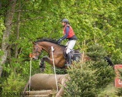 Springpferd Sicherlich Wilde Hilde (Hannoveraner, 2017, von Stakkato Gold)