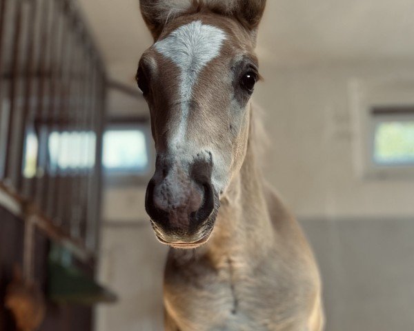 foal by Hengst von Notre Beau / Attac (Haflinger, 2025, from Notre Beau)