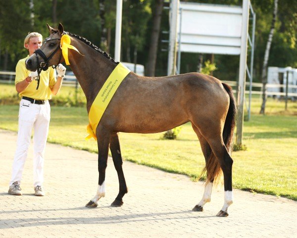 dressage horse GS Weltina (German Riding Pony, 2022, from Double Cream)