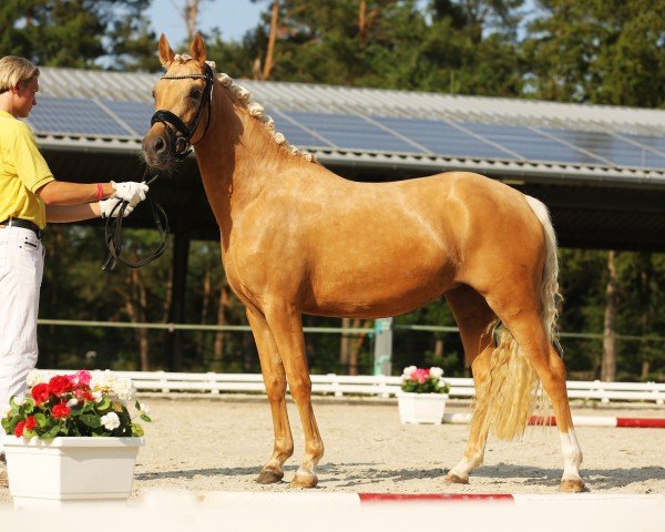 dressage horse GS Feinlight (German Riding Pony, 2022, from FS Golden Highlight)