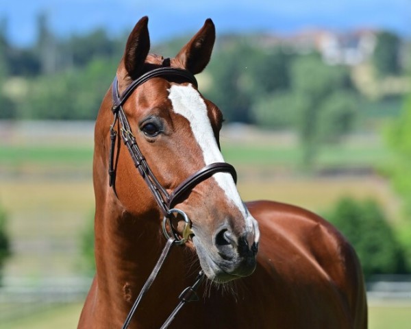 broodmare E-Mioko (Belgian Warmblood, 2012, from For Pleasure)