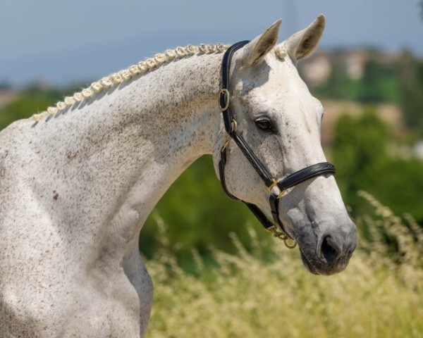 broodmare Dara (KWPN (Royal Dutch Sporthorse), 2008, from Corland)