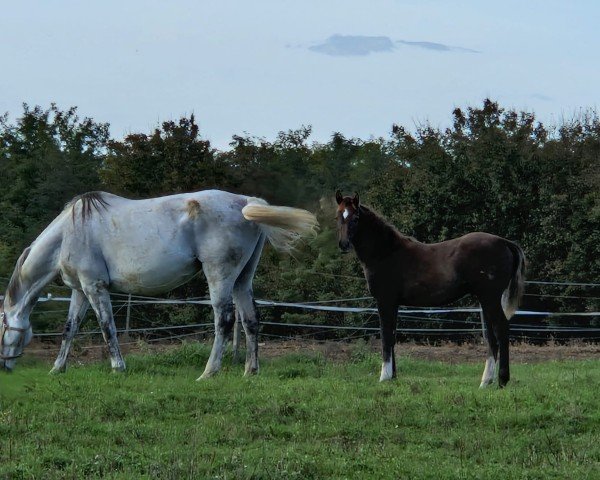 broodmare Gucci RR (Bavarian, 2012, from Levisonn 208 FIN)