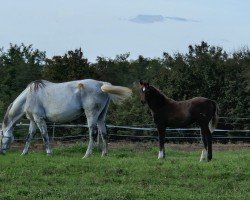 broodmare Gucci RR (Bavarian, 2012, from Levisonn 208 FIN)