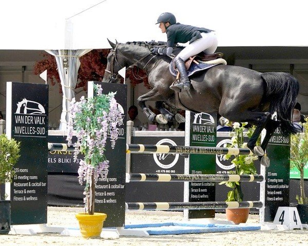 broodmare Valentina of Picobello Z (Zangersheide riding horse, 2017, from Kannan)