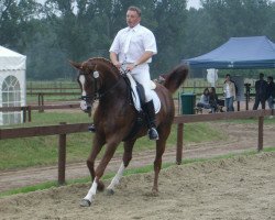 broodmare Dorena Anahita (Zweibrücken, 2004, from Don Frederico)