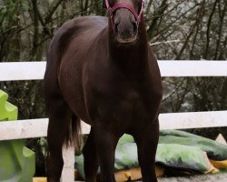 dressage horse Celebration‘s Chocolate R (German Riding Pony, 2020, from Celebration WE)