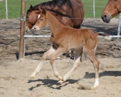 Springpferd Pearl Nobless (Hannoveraner, 2021, von Perigueux)