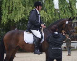 dressage horse Davina Castina (Westphalian, 2006, from Dream On)