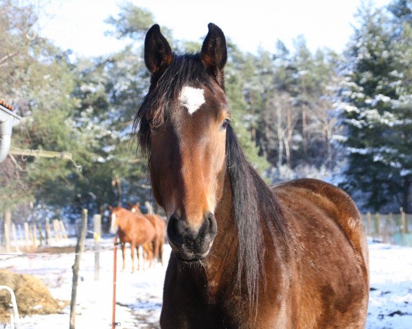 Springpferd Lady Laisa SMR (Mecklenburger, 2018, von Lamarco 5)