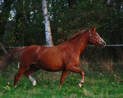 horse Soraja (Mecklenburger, 2007, from Saverio)