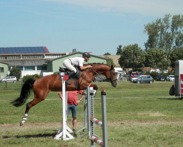 broodmare Roxi (German Sport Horse, 2010, from Casdorff)