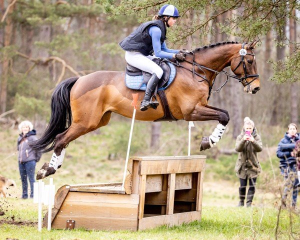 jumper Travenorts Querulant (Holsteiner, 2011, from Quo Vados I)