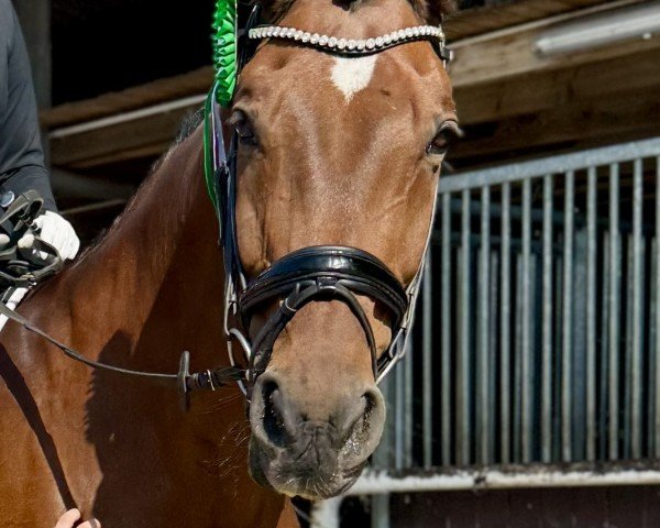 dressage horse Corazon (Westphalian, 2008, from Hibiskus)