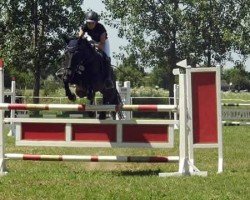 jumper La Vita 27 (Pony without race description, 2003)