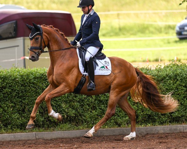 Dressurpferd Viva Goldina S (Oldenburger, 2022, von Viva Gold OLD)