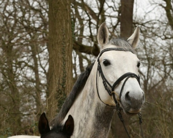 broodmare Sulalu M (Hanoverian, 2010, from Stakkato)