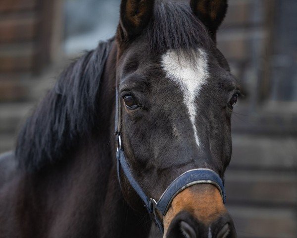jumper Castella G.I.H. (Hanoverian, 2016, from Casalido)