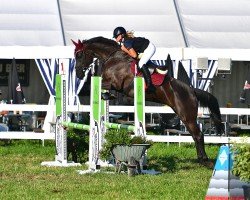 Springpferd Amira du Coeur CH (Schweizer Warmblut, 2018, von Adoro)