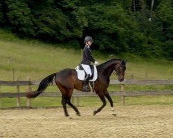 dressage horse Racontino (Oldenburg, 2017, from Rock for Me)