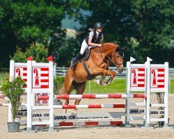 jumper Gisma Von Bueren CH (Swiss Warmblood, 2020)