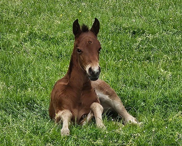 foal by Minerva Malita (German Riding Pony, 2025, from Mylord Manolito)