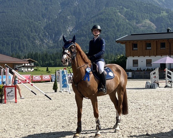 jumper Ortigia (Danish Warmblood, 2018, from Balou)