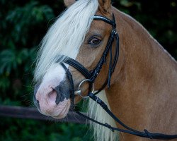 broodmare Möhlenbeeks Starlight (Welsh-Cob (Sek. D), 2013, from Llaun Braint Euros)