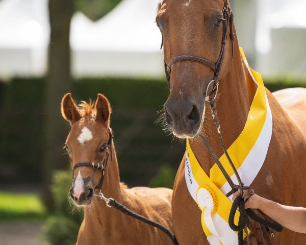 jumper Zirrokino (Hanoverian, 2024, from Ziroccocorte OLD)