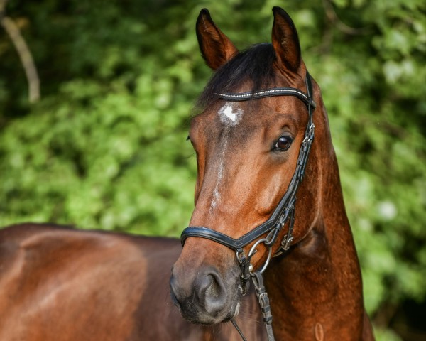 horse Hier kommt Harvey (Hanoverian, 2021, from High Level 7)