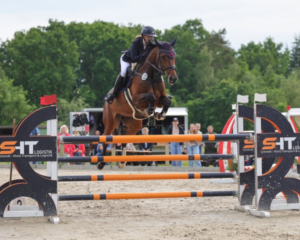jumper Unplugged B (German Sport Horse, 2018, from Unlimited)