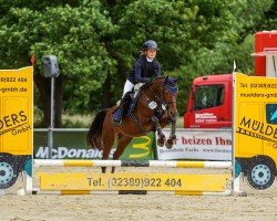 Dressurpferd Happy end (Deutsches Reitpony, 2012, von Henry)