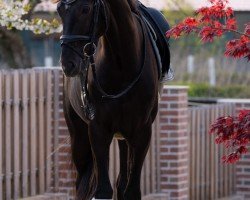 jumper Franjo 30 (Oldenburg, 2017, from Fürst Romancier)