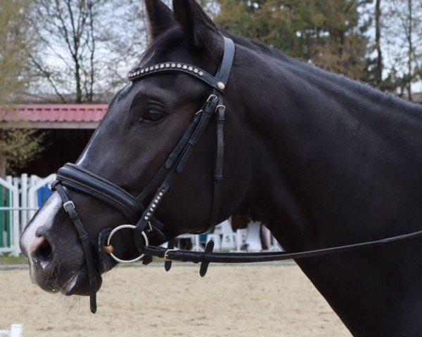 broodmare Sambia (Oldenburg, 2018, from San Amour I)