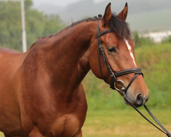jumper Bernfried (Westphalian, 2021, from Balous Bellini)