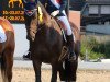 dressage horse Söhnlein Brillant 6 (Rhinelander, 2010, from Sir Donnerhall I)