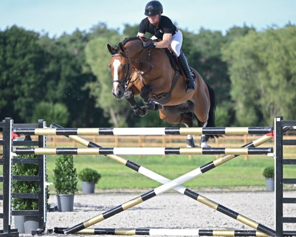 jumper Jezebeau BC (Belgian Warmblood, 2015, from Thunder van de Zuuthoeve)