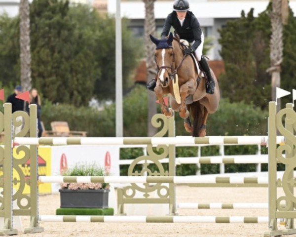 jumper Navarette N (KWPN (Royal Dutch Sporthorse), 2018, from Aganix du Seigneur)