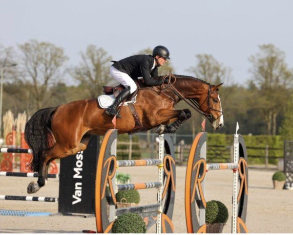 jumper A Billion Boy Vh Distelhof Z (Zangersheide riding horse, 2017, from Aganix du Seigneur)