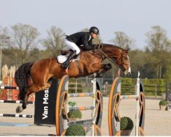 Springpferd A Billion Boy Vh Distelhof Z (Zangersheide Reitpferd, 2017, von Aganix du Seigneur)