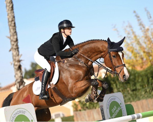 jumper Cascaralda G Z (Zangersheide riding horse, 2017, from Cascadello)