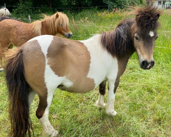 broodmare Gretel von der Talmühle (Shetland pony (under 87 cm), 2005, from CC's Manitou)