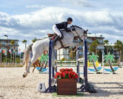 jumper Amarok 5 (Oldenburg show jumper, 2012, from Armitage)