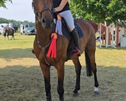 jumper Dora Dynamita (Westphalian, 2018, from Diamant de Semilly)