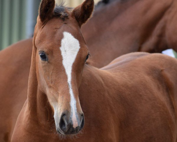 dressage horse Pintados Charming Girl (German Riding Pony, 2021, from Crown Charm of Royal)