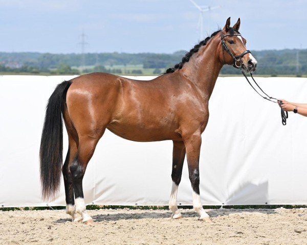 dressage horse Vaijana P (Hanoverian, 2022, from Va' Pensiero FRH)