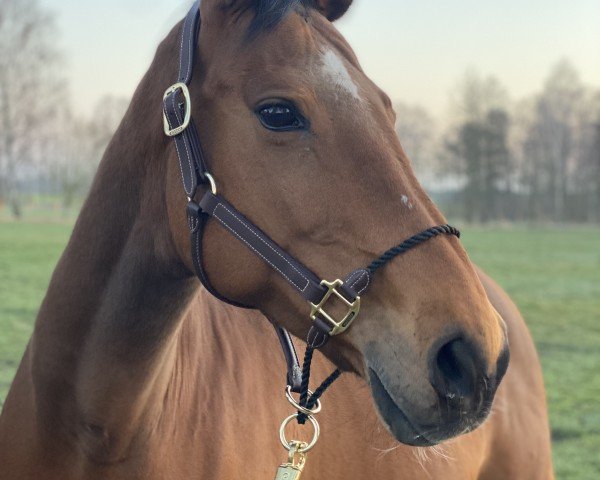 broodmare C’est Natural’s Melody (Holsteiner, 2009, from Candillo Z)