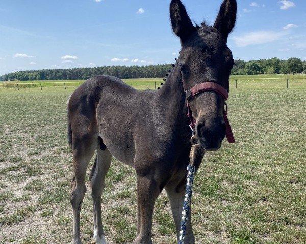 foal by Delacour Deluxe GB (German Sport Horse, 2025, from Dia Corrado)