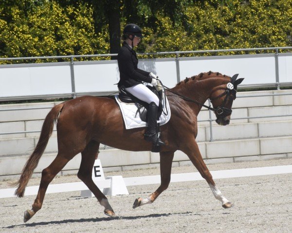 broodmare Samba's Lady (German Sport Horse, 2007, from Samba Hit I)